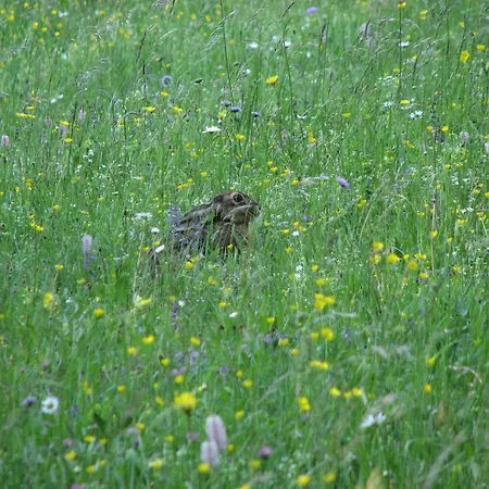 Gostisce Gostinjska kuća 3*