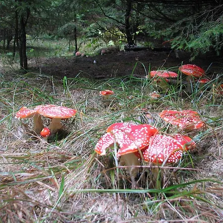 Gostinjska kuća Gostisce