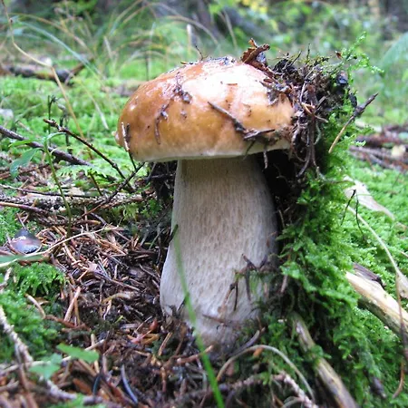 Gostinjska kuća Gostisce 3*