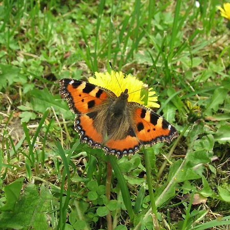 Gostisce Gostinjska kuća Masun