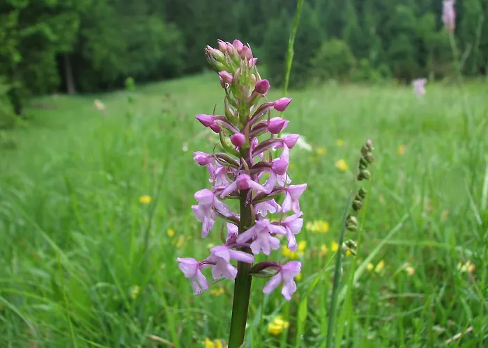 Gostisce Πανσιόν