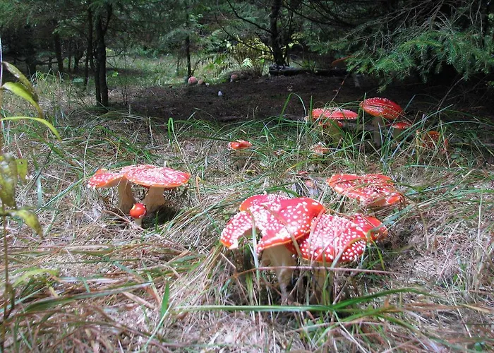 Πανσιόν Gostisce