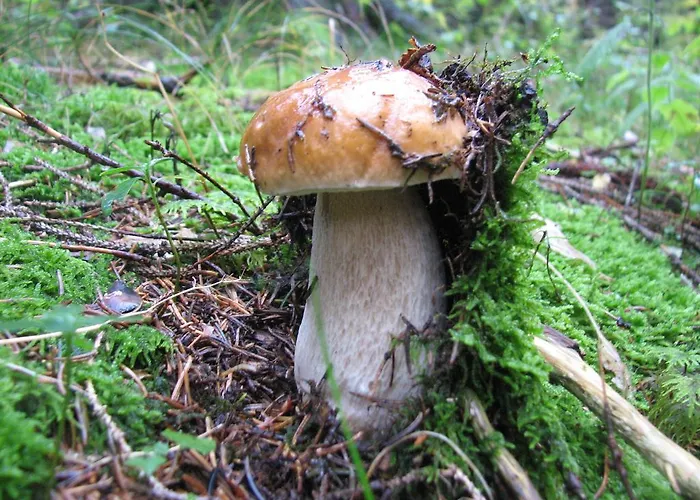 Πανσιόν Gostisce 3*