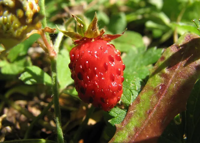 Πανσιόν Gostisce Masun