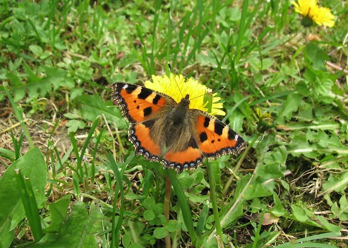 Gostisce Πανσιόν Masun