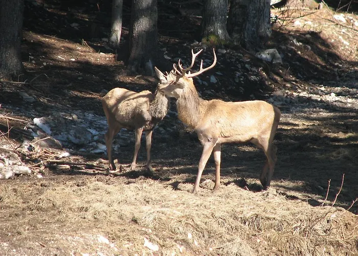 Πανσιόν Gostisce
