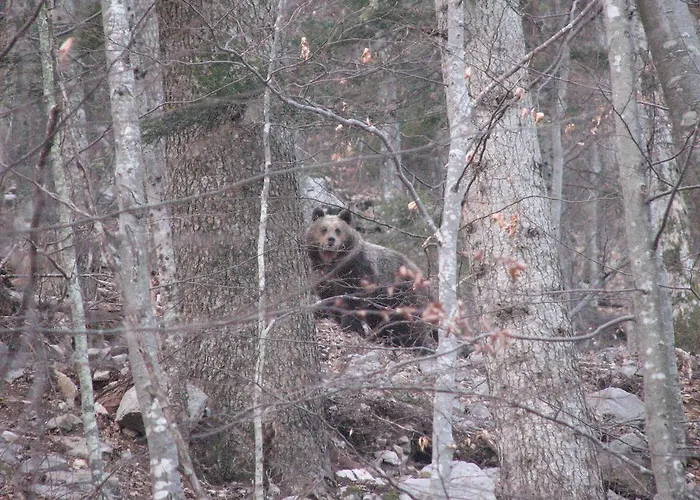 Πανσιόν Gostisce Masun